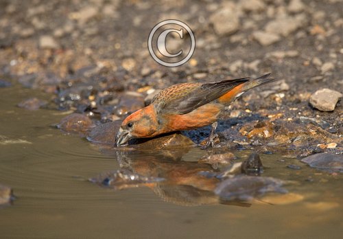  Male  Crossbill  DM1781